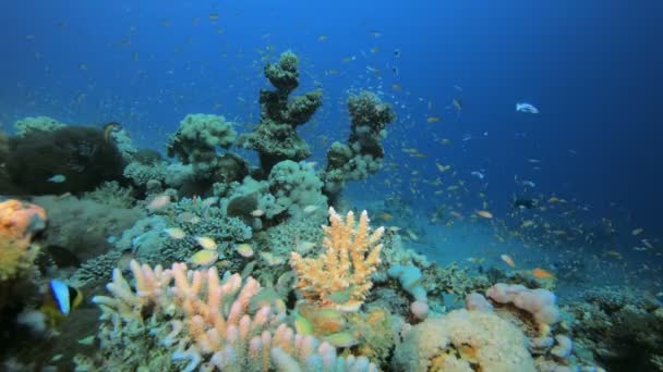 Cena de peixe recife de coral — Vídeo de Stock