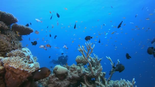 Dalgıç ve Mercan Resifi Balığı — Stok video