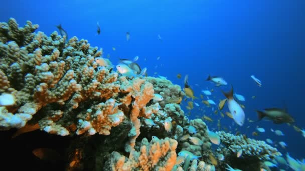 Arrecife de coral colorido — Vídeos de Stock