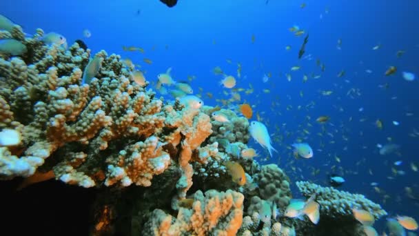 Peixe Azul-Verde e Recife de Coral Marinho — Vídeo de Stock