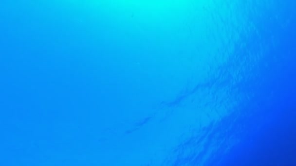 Olas de agua azul marino submarino — Vídeos de Stock