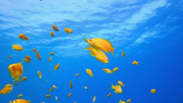 Mavi Su arka planı ve Tropikal Balık — Stok video