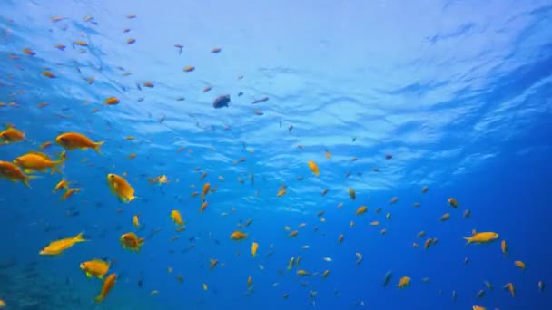 Kék víz háttér Orange Fish — Stock videók