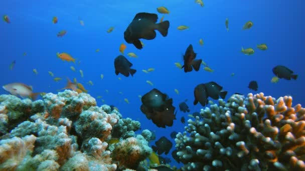 Коралові рифи морський пейзаж — стокове відео