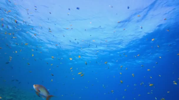 Vida marinha Tropical Fish Garden — Vídeo de Stock