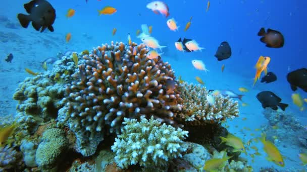 海洋珊瑚花园 — 图库视频影像