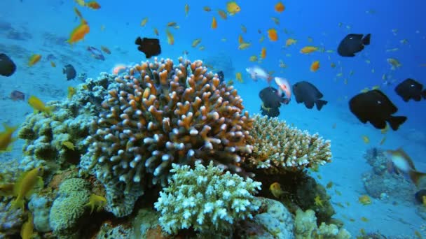 Reef Coral Garden