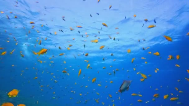 Peixes coloridos de água azul tropical — Vídeo de Stock