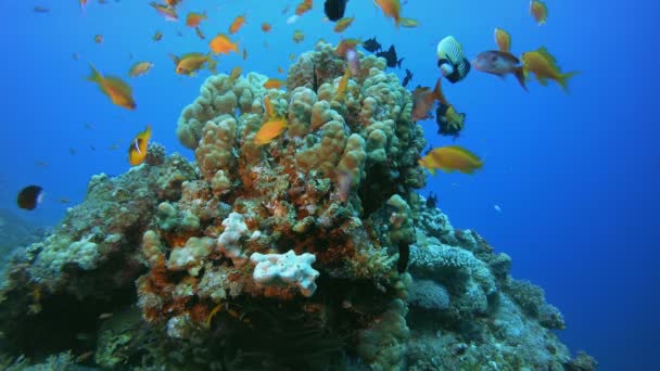 Recifes de Coral de Peixe Tropical — Vídeo de Stock