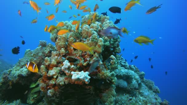 Tropische mariene kleurrijke vissen — Stockvideo