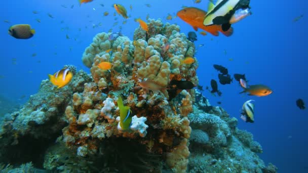 Подводный красочный мир — стоковое видео