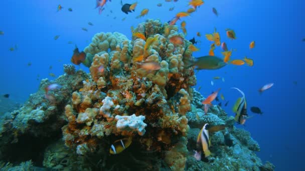 Подводный красочный риф — стоковое видео