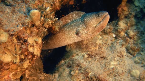 Tropical Yellow Mouth Moray — Stock Video