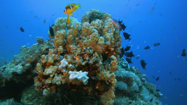 Jardín submarino de peces y coral — Vídeos de Stock