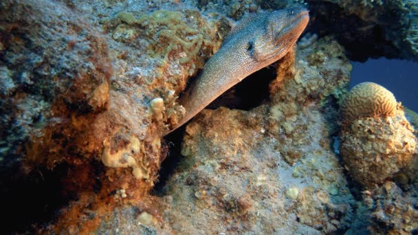 Подводный желтопалый угорь Морея в Красном море — стоковое видео
