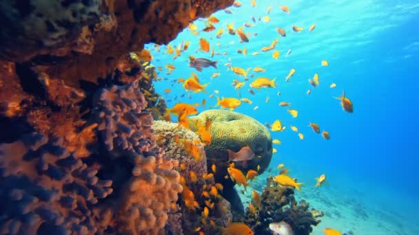 Tropikal Mercan Kayalıkları Deniz Burnu — Stok video