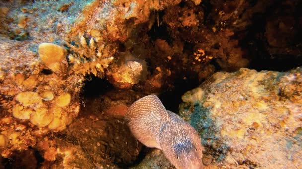 Enguia de Moray de boca amarela subaquática — Vídeo de Stock