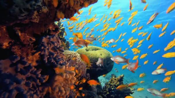 Recifes de Coral de Peixe Tropical — Vídeo de Stock