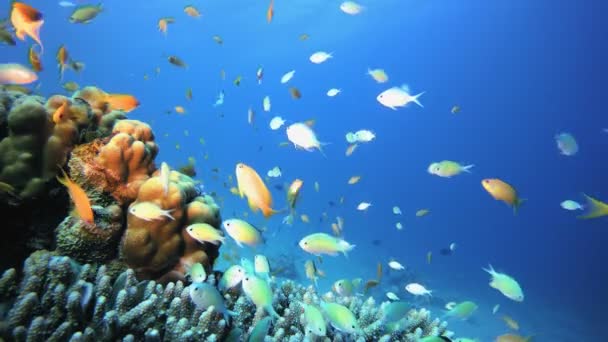 Tropik Renkli Balıklar Mavi Su — Stok video