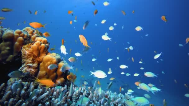 Deniz Yaşamı Tropik Balık Bahçesi — Stok video