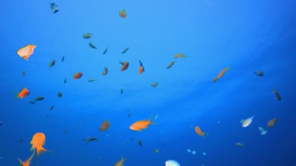 Tropische onderzeese vissen — Stockvideo