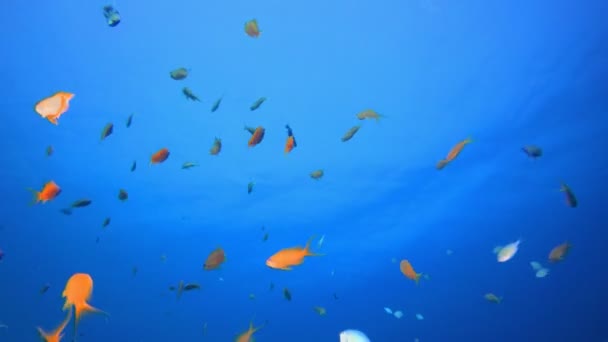 Peces marinos tropicales submarinos — Vídeo de stock