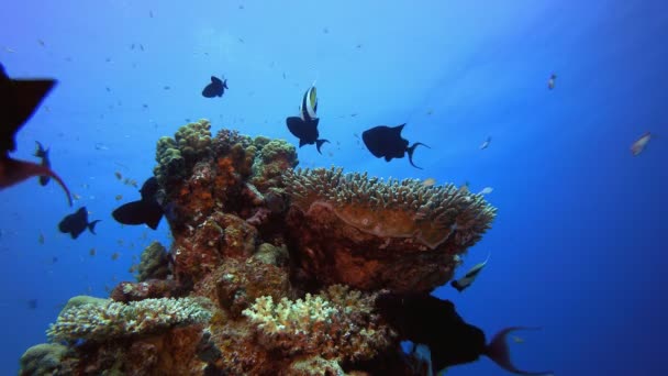 Arrecifes tropicales de coral — Vídeos de Stock