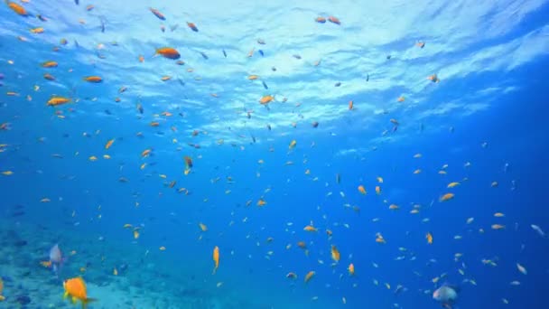 Onderwater Fish Orange — Stockvideo
