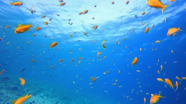 Морская жизнь под водой — стоковое видео