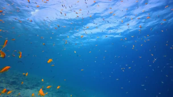 Underwater Tropical Blue Seascape — Stock video