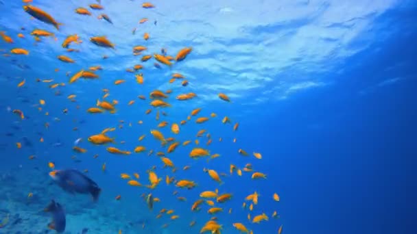 Подводный тропический морской пейзаж — стоковое видео