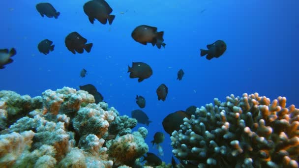 Onderwaterwereld met kleurrijke koralen en vissen — Stockvideo