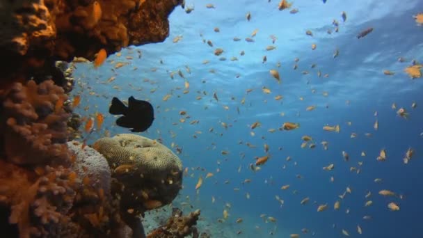 Meereslebewesen im Korallenriff — Stockvideo