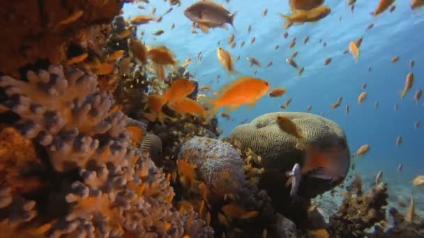 Rafa koralowa scena — Wideo stockowe