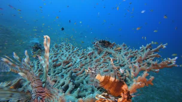 Coral Garden Scene Lionfish — Vídeo de stock