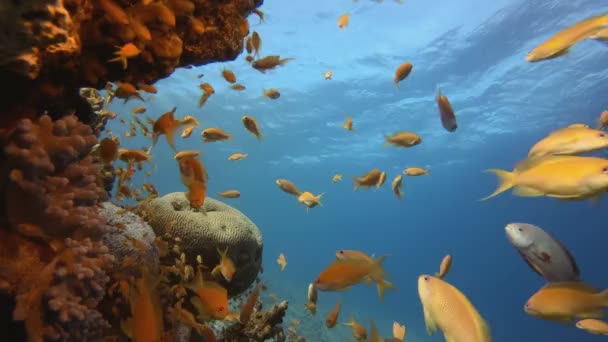 Resif Deniz Sahnesi — Stok video