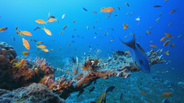 Reef Scene Koralen en Vissen — Stockvideo