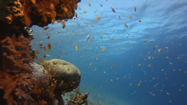 Tropiska färgglada fiskar — Stockvideo