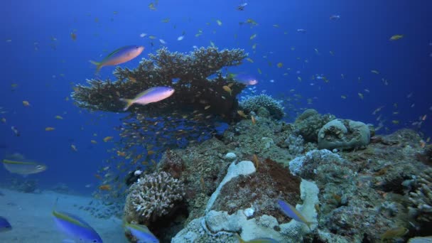 Tropische Kleurrijke Onderwateratmosfeer — Stockvideo