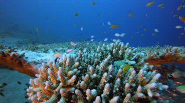 Tropik Balık Mercanları Resifi