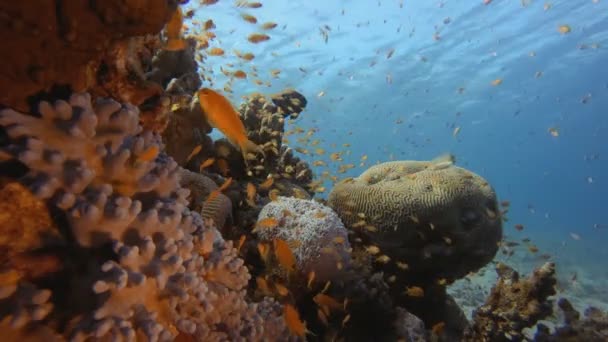 Θαλάσσιο τοπίο τροπικών κοραλλιών — Αρχείο Βίντεο