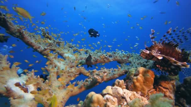 Barriera corallina tropicale Pesce leone marino — Video Stock