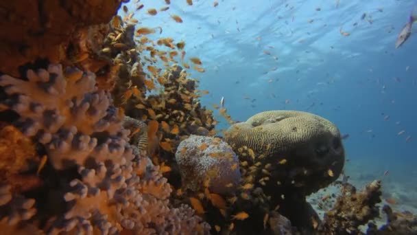 Тропічний барвистий підводний морський пейзаж — стокове відео