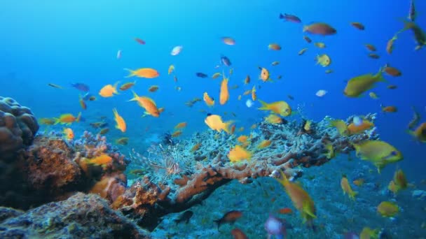 Corallo duro del mare tropicale — Video Stock