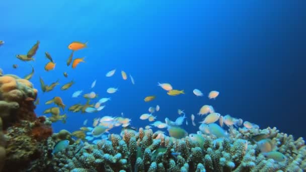 Onderwater kleurrijke blauw-groene vis — Stockvideo