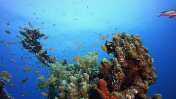 Peixes tropicais subaquáticos — Vídeo de Stock