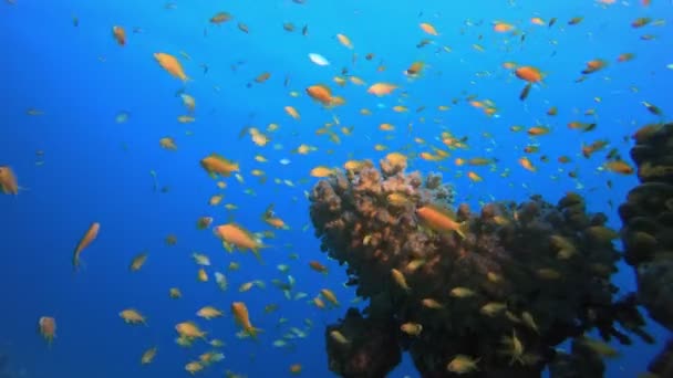 Peixe de recife colorido subaquático — Vídeo de Stock