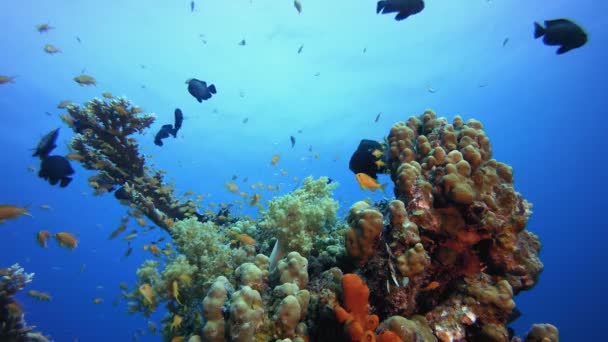 Peces submarinos en vibrante jardín de coral — Vídeos de Stock