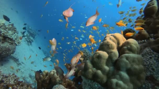 Peces tropicales submarinos coloridos — Vídeo de stock