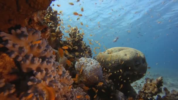 Υποβρύχια ψάρια και Coral Garden — Αρχείο Βίντεο